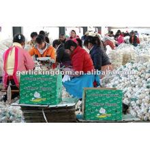 Well Packed Normal White Fresh Garlic